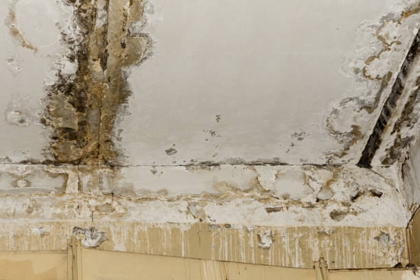 Best Local water damage restoration  in Kaloko, HI